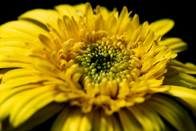 Close-up of yellow flower