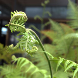 Close-up of leaves