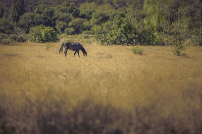 Two horses in a field