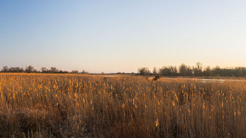 Scenic view of field against clear sky