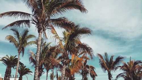 Low angle view of palm trees