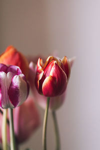 Close-up of pink flower