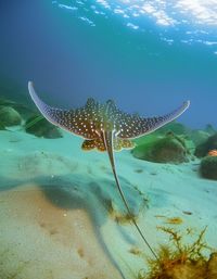 Close-up of fish swimming in sea