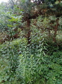 Plants and trees growing on field in forest