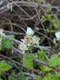 Close-up of flowering plant on field