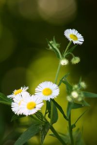 Close-up of yellow flowers blooming outdoors