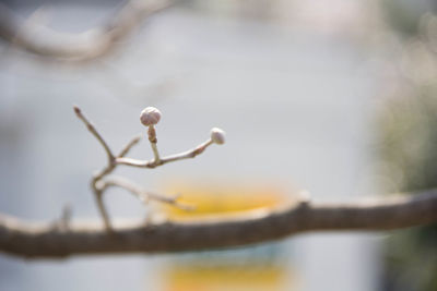 Close-up of plant