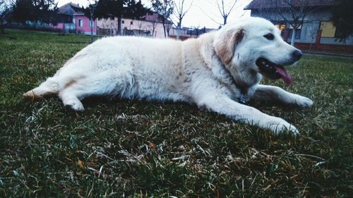 Dog lying on grass