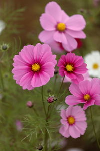 Close-up of pink flowering plants