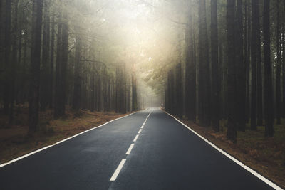 Road amidst trees in forest