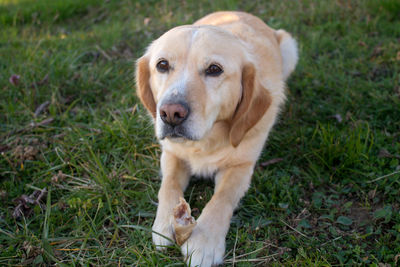 High angle view of dog on field