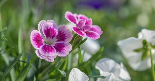 Close-up of pink flower