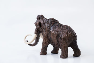 Close-up of a dog over white background