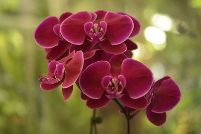 Close-up of pink orchids