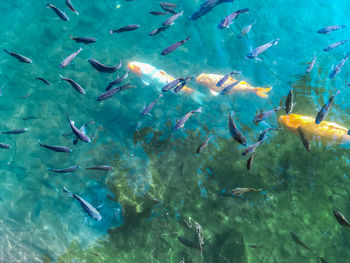 Flock of fish swimming in sea