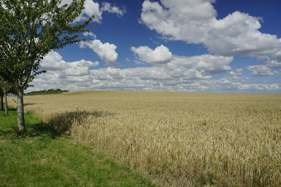 Scenic view of field against sky