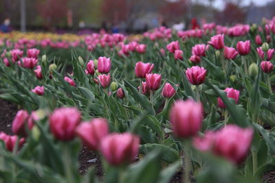 Close-up of pink tulip flowers on field