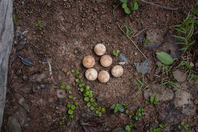 High angle view of mushrooms growing on field