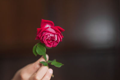 Close-up of hand holding pink rose flower