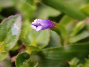 Close-up of purple flowers blooming outdoors