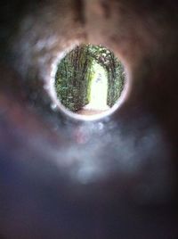Close-up of hole in tree