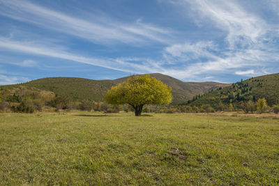 Trees on field against sky