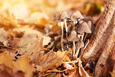 Close-up of mushroom growing on field