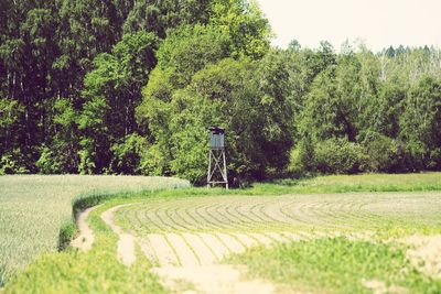 Scenic view of field against trees