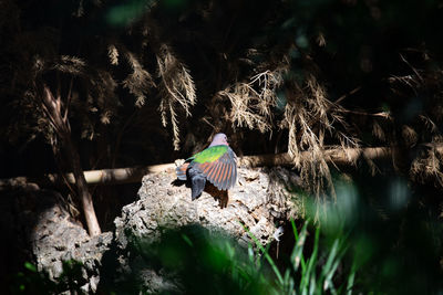 Bird perching on rock amidst trees