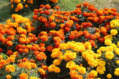 Close-up of orange flowers