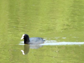 Ducks swimming in lake