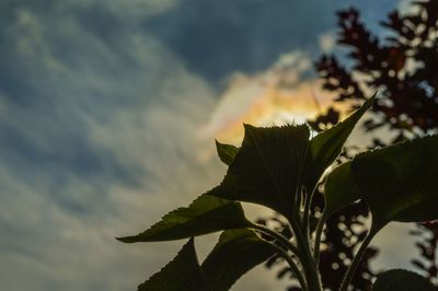 Close-up of silhouette leaves against sky