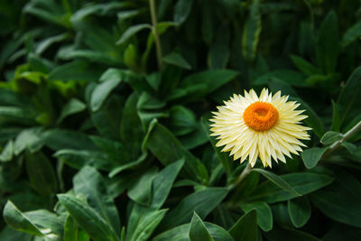 Close-up of yellow flowers blooming outdoors