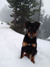 Portrait of dog on snow covered landscape