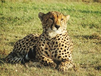 Tiger sitting on a land