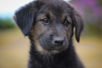 Close-up portrait of dog