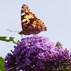 Close-up of butterfly pollinating on purple flower