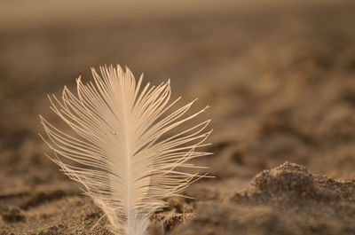 Close-up of plant against blurred background