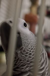animal