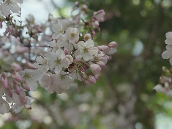 Close-up of cherry blossoms in spring