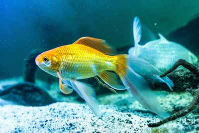 Fish swimming in sea