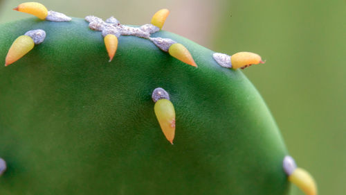 Close-up of flowering plant