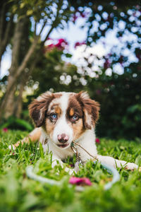 Portrait of dog on field