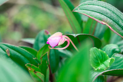 Close-up of pink flowering plant