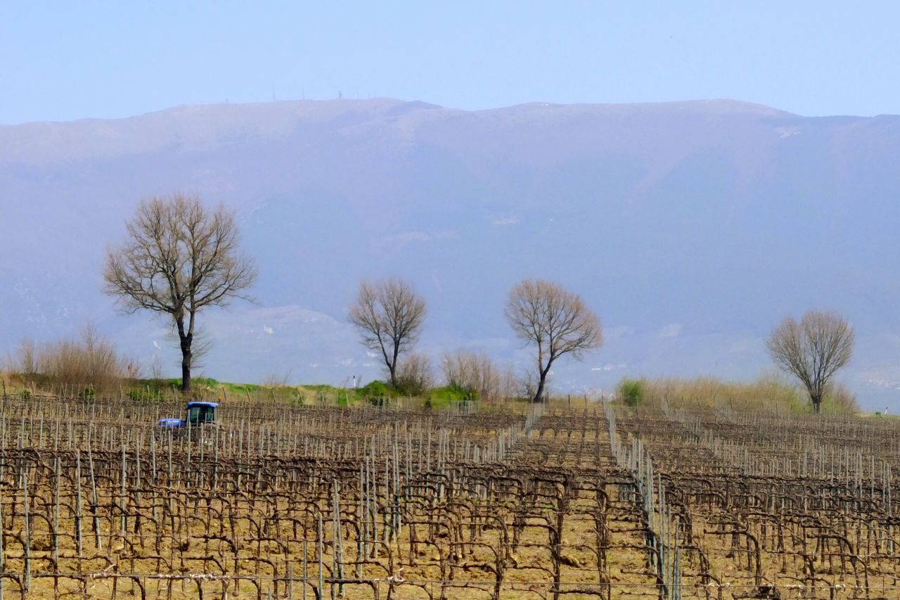 Sagrantino