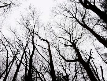 Low angle view of bare trees against sky