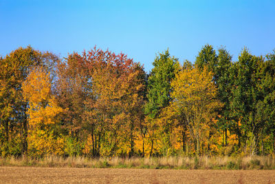 Trees in forest during autumn