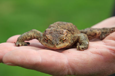 Close-up of hand holding toad