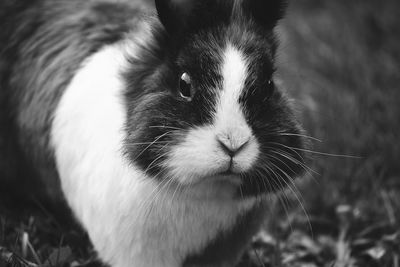 Close-up portrait of rabbit on field