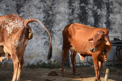 Cows on ground